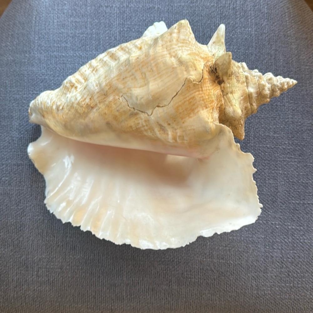 Real Vintage Queen Conch Shell large 7.5” x 9”